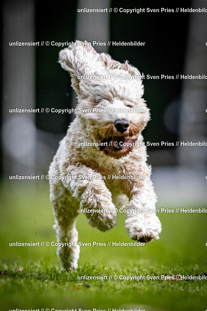 Sven Pries | 2025-10-03 - Hunderennen Obergrombach - Realisiert mit Pictrs.com