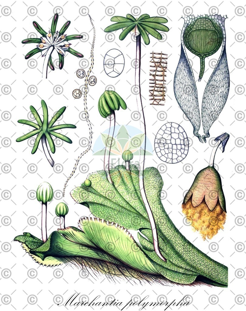 HistAbb_wfo-0000236291_1_ENZY_Simple | Historische Abbildung von Marchantia polymorpha - Marchantiaceae | Historical Illustration of Marchantia polymorpha - Marchantiaceae