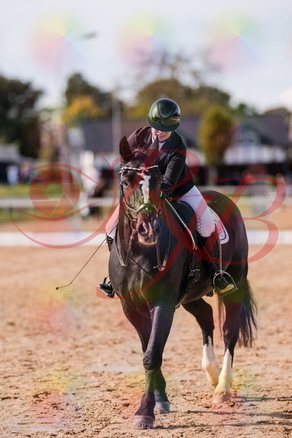 2026_10_03_Siefer-Hof_131954_Z81_70669207 | Professionelle Reitsport-, Turnier- und Eventfotografie von Robert Broda. Galerien mit ausgewählten und bearbeiteten Bildern direkt online ansehen und bestellen.