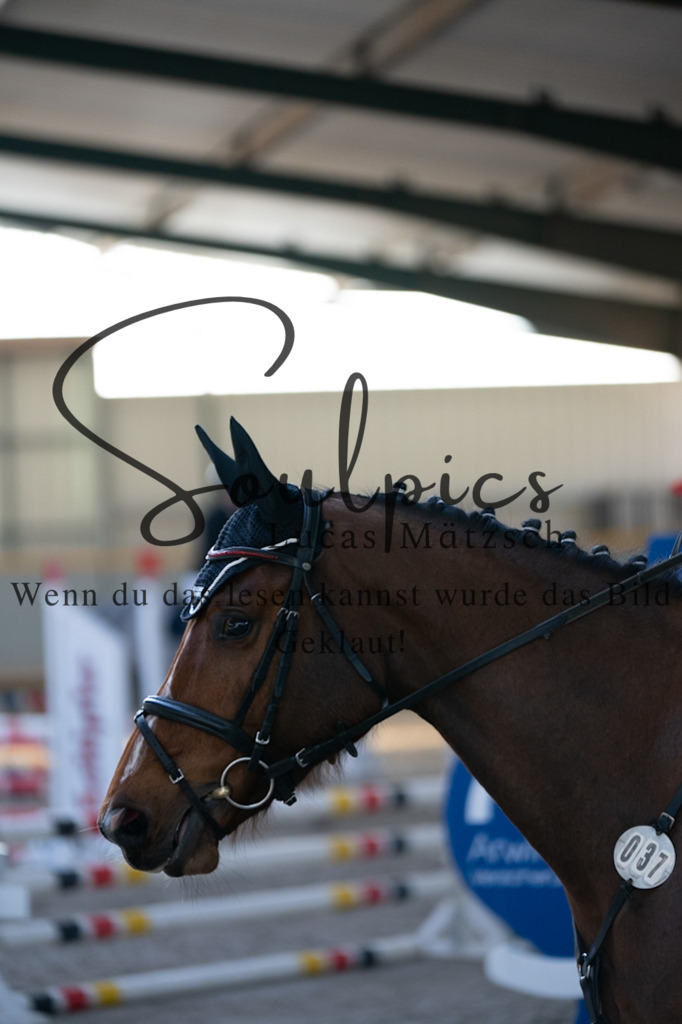 A7V06366 | Pferdefotograf