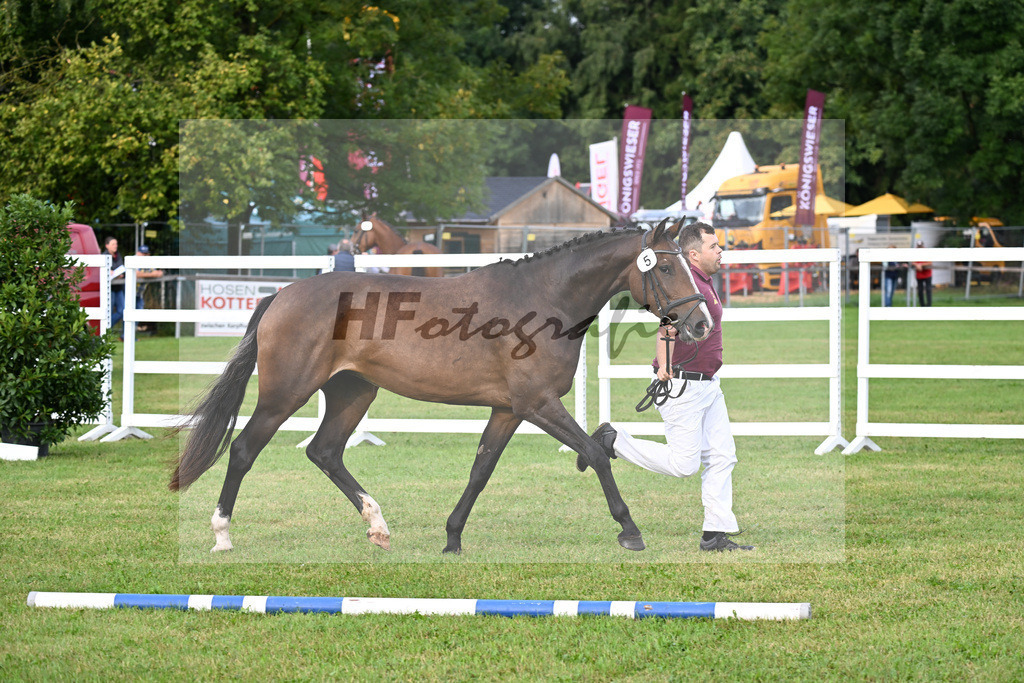 Kat-Nr. 5 Carathella v. Limbothello B_Hoffmeister_30250068 | hf-fotografie - Realisiert mit Pictrs.com