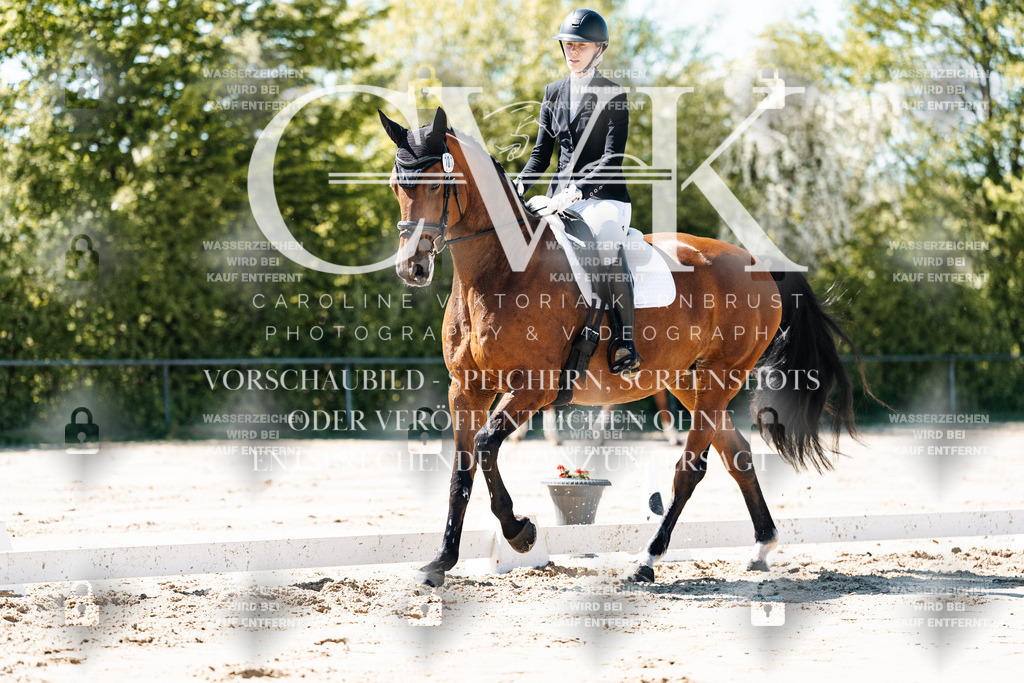 CK905224 | Turnierfotografie Pferdefotografie Trier Rheinland-Pfalz Pferdesport Reitsport Tierfotografie Sportfotografie Pferdevideo Pferdevideografie Equestrianvideography equestrianphotography  - Realisiert mit Pictrs.com