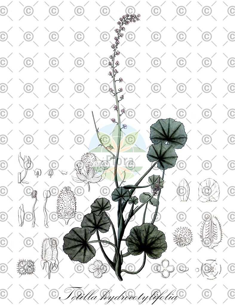 HistAbb_63V25_3_ENZY_Simple | Historische Abbildung von Tetilla hydrocotylifolia - Saxifragaceae | Historical Illustration of Tetilla hydrocotylifolia - Saxifragaceae