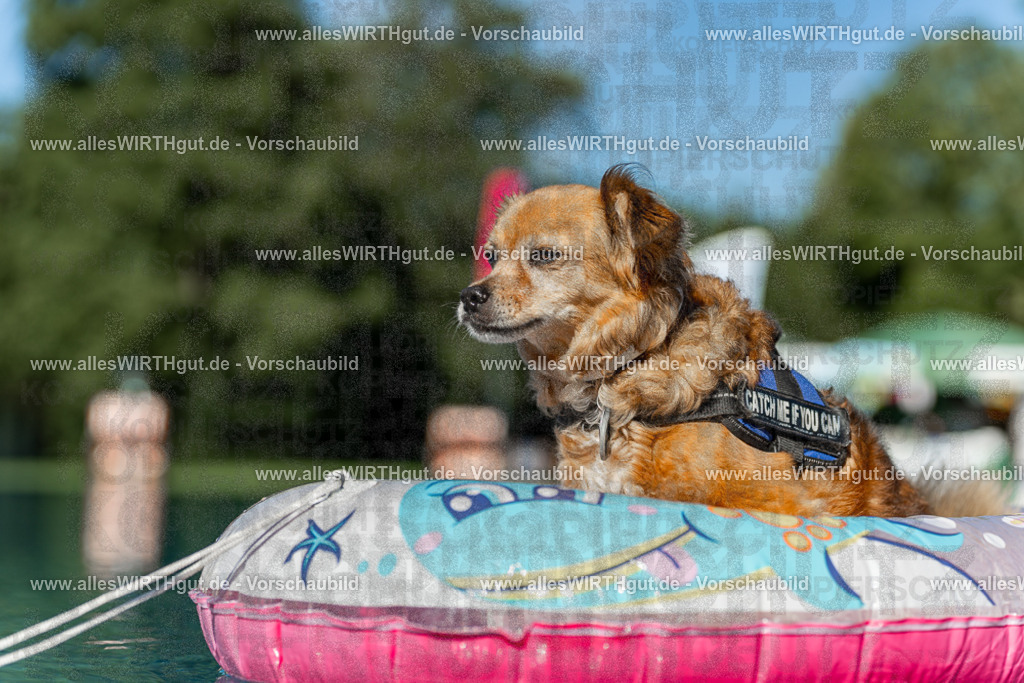 Hundeschwimmen_Volksbad_2026-allesWIRTHgut_Tierfotografie-2609061047-095733-7R509178 | Professionelle Tierfotografie in Mönchengladbach von Daniel Wirth (allesWIRTHgut). Liebevolle & natürliche Bilder von Hunden & Katzen für unvergessliche Erinnerungen.