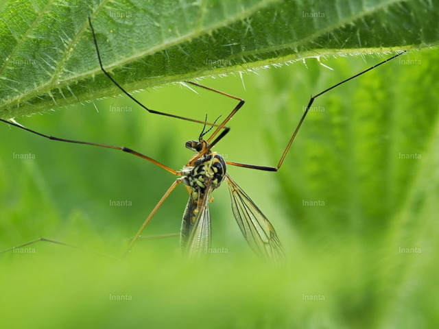 Wiesenschnake (Nephrotoma crocata) | Die Wiesenschnake (Tipula paludosa), auch Sumpfschnake genannt, ist eine 16–25 mm große, langbeinige Schnake aus der Familie der Tipulidae. Sie fliegt vor allem im Spätsommer und ihre Larven leben im Boden von Wiesen und Rasen.
 –  – 
The Marsh Crane Fly (Tipula paludosa) is a 16–25 mm long-legged crane fly from the family Tipulidae. It mainly flies in late summer and its larvae live in the soil of meadows and lawns. - Realisiert mit Pictrs.com