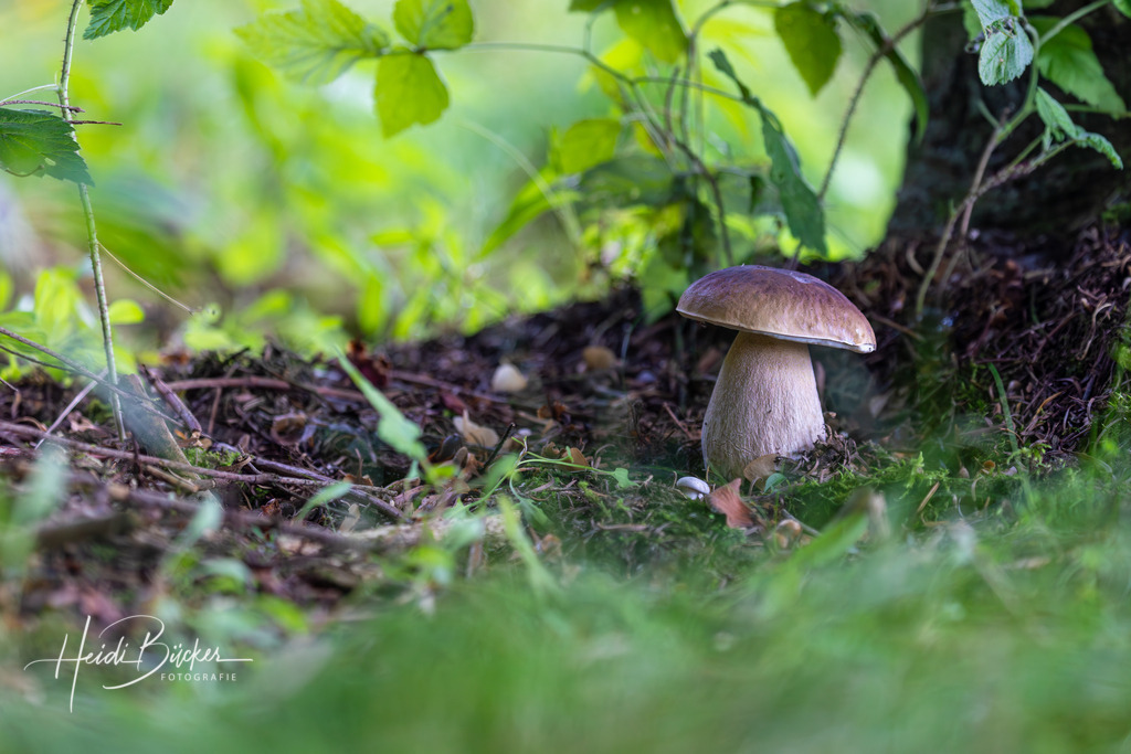 Steinpilz unter Blättern | Steinpilz unter Blättern in einem Fichtenwald - Realisiert mit Pictrs.com