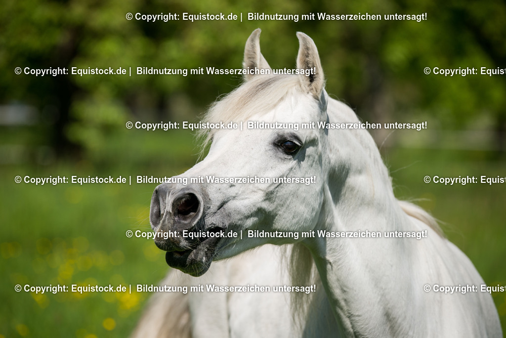 20150507_TOMsPiC_0136 | equistock