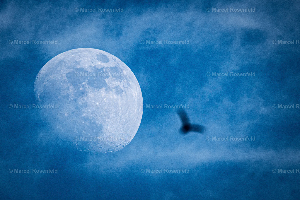 _DSC0700 (1) | foto-rosenfeld