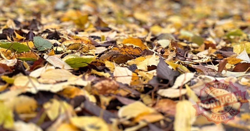 Autumn leaves covering ground displaying seasonal change | Autumn leaves create a colorful pattern on the ground, representing fall and nature - Realized with Pictrs.com