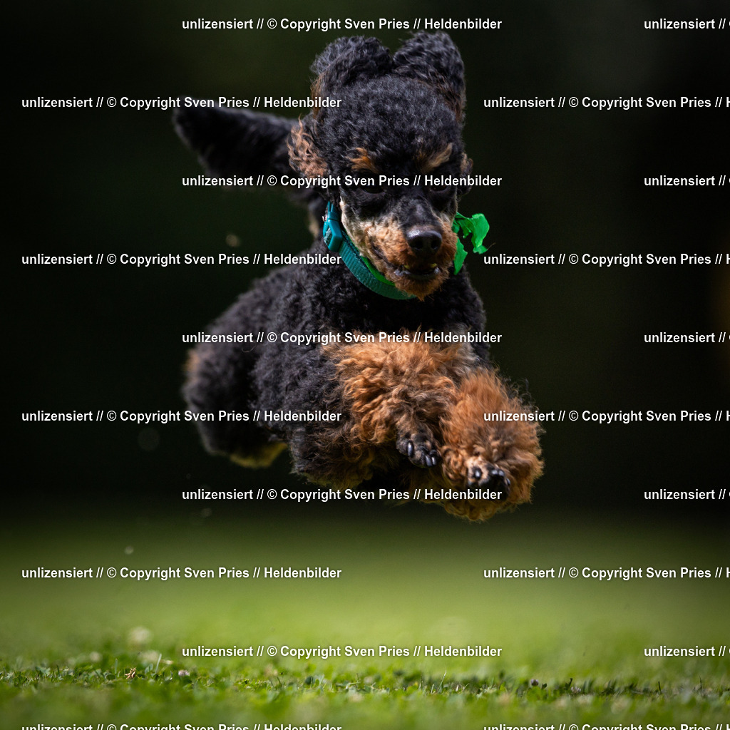 Sven Pries | 19. Allgemeines Hunderennen Karlsruhe Durlach - Realisiert mit Pictrs.com