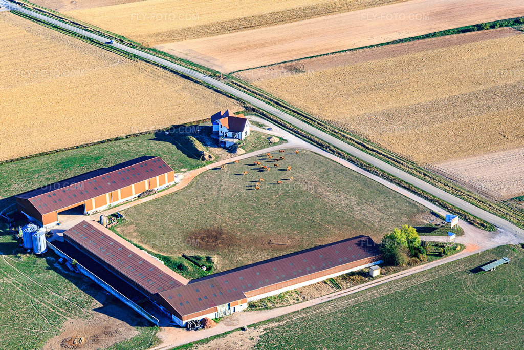 Aerial view: Cattle grazing at Spiess farm in Schleithal in the state Bas-Rhin, France. – Photo: IMG_111904.jpg taken on 10/05/2018 by Werner Riehm/FLY-FOTO.com – Resolution of the original: 5472 x 3648 px