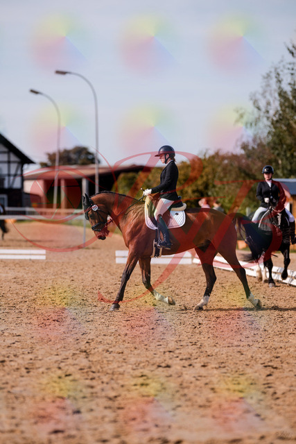 2026_10_03_Siefer-Hof_131916_Z81_68128953 | Professionelle Reitsport-, Turnier- und Eventfotografie von Robert Broda. Galerien mit ausgewählten und bearbeiteten Bildern direkt online ansehen und bestellen.