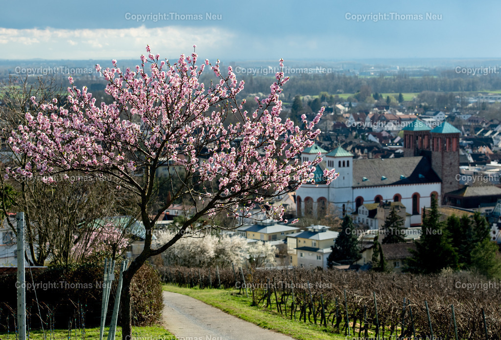 mandelbluete-kirchberg-bensheim-Bensheim-Fruehling-bergstrasse-kirche-sankt-georgFotografie-thomas-neu.jpg | Blühender Mandelbaum im Frühling am Bensheimer Kirchberg mit Blick über die Stadt und die Weinberge an der Hessischen Bergstraße.