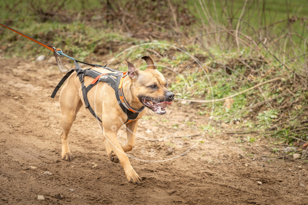 DV3A2500 | Hundefotografie, Tierfotograf, Pfotenfotografie, Fotoshooting Hund, Hunde Portrait, Hundesport, Hundeportraits, Heideshooting, Hunde, Sportfotograf, Hundefotograf, Turnierhundsport, THS,  - Realisiert mit Pictrs.com