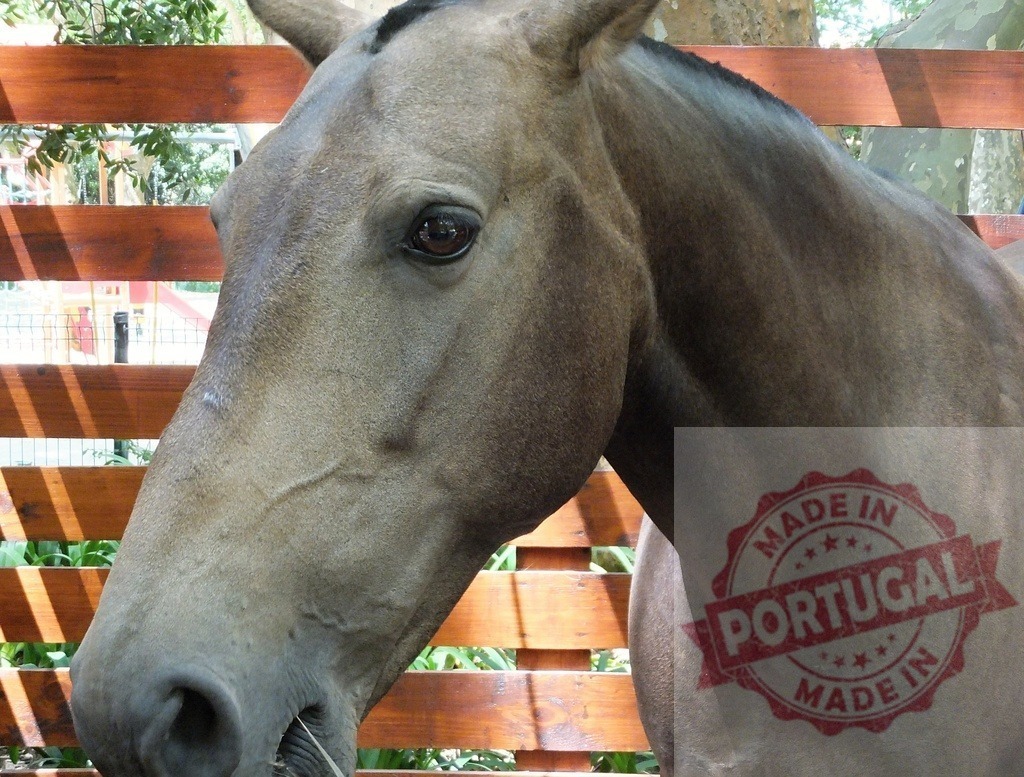 Gray horse standing by wooden fence outdoors | Gray horse looking right standing behind a wooden fence - Realisiert mit Pictrs.com
