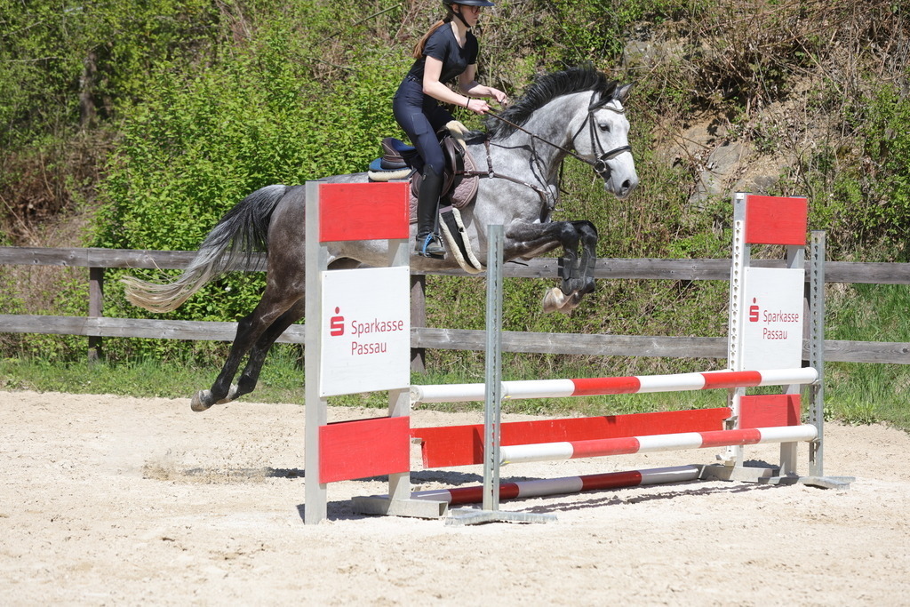 0P6A8872 | Willkommen bei Brunnmayr - Design & Fotografie – Ihrem Spezialisten für Reitturniere und Pferdeveranstaltungen in Oberösterreich, Salzburg und Bayern! Seit über 17 Jahren sind wir leidenschaftlich dabei.