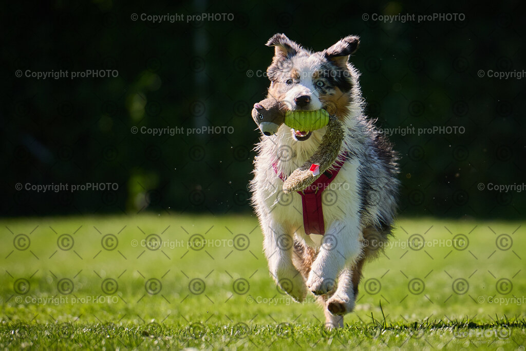 183_202509_4Hundebadetag_NZ9_2719 | proPHOTO - Realisiert mit Pictrs.com