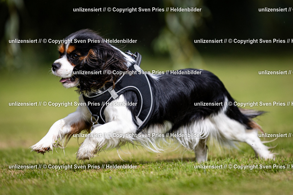 Sven Pries | 2024-09-22 - Hunderennen Baden-BadenPudelverein - Realisiert mit Pictrs.com