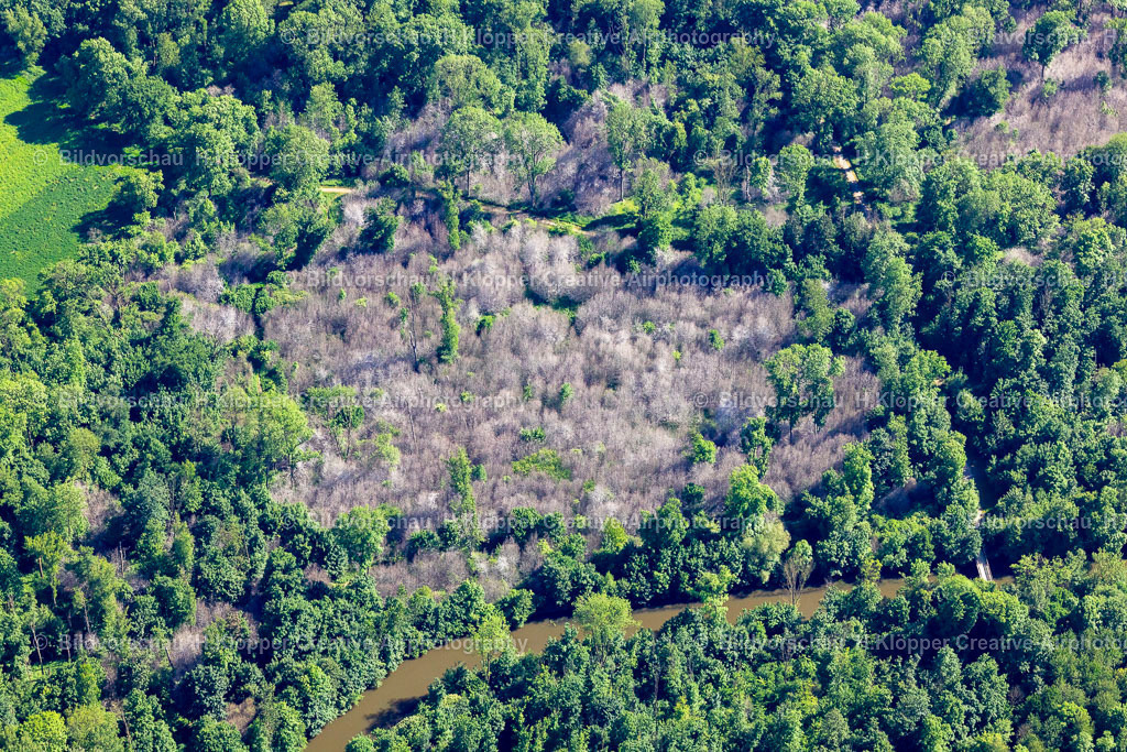 Luftbild Grevenbroich-3489 | Luftbildfotografie und Luftbild Entlaubte kahle Bäume durch Schädlingsbefall der "Gespinstmotten " in einem Waldgebiet in Grevenbroich im Bundesland Nordrhein-Westfalen, Deutschland - Realisiert mit Pictrs.com