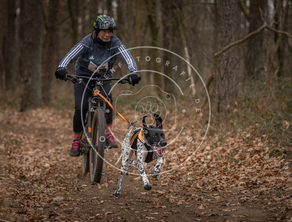 Pfotenfotografie_DV3A7022 | Hundefotografie, Tierfotograf, Pfotenfotografie, Fotoshooting Hund, Hunde Portrait, Hundesport, Hundeportraits, Heideshooting, Hunde, Sportfotograf, Hundefotograf, Turnierhundsport, THS,  - Realisiert mit Pictrs.com