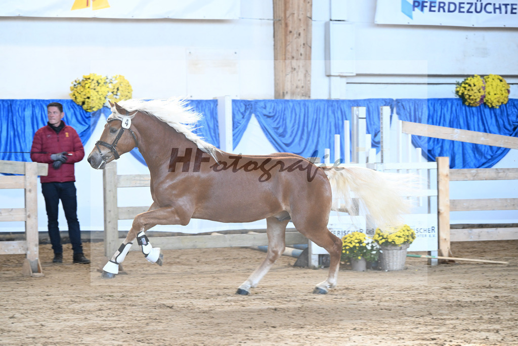 Kat-Nr. 4 nn v. Starkwind_Hoernlein_48250071 | hf-fotografie - Realisiert mit Pictrs.com