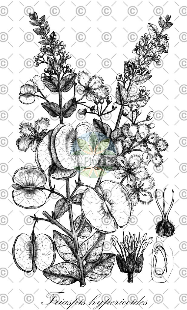 HistAbb_wfo-0000904054_1_ENZY_Simple | Historische Abbildung von Triaspis hypericoides - Malpighiaceae | Historical Illustration of Triaspis hypericoides - Malpighiaceae