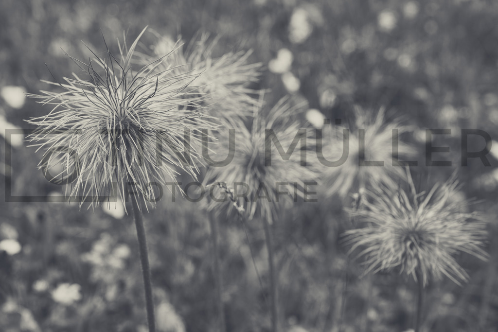 DSC01229 | Tinu Müller Fotografie- Bildershop - Realisiert mit Pictrs.com