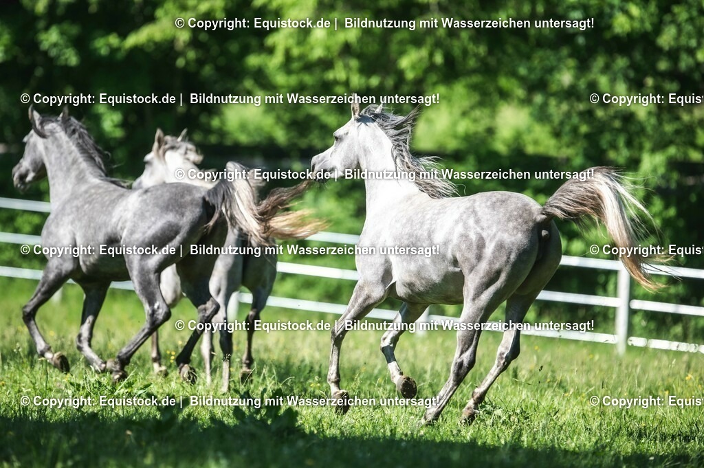 20210617_Araber_Marbach_Koppel_0075 | Foto: Thomas Hartig