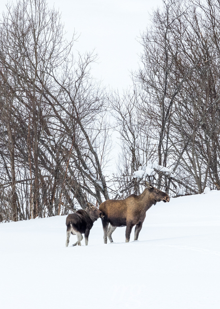 20220217-Nordnorwegen-94 | Die ideale Geschenkidee für Naturliebhaber. Naturbilder von Marcel Gross Photography für ihr Zuhause in den verschiedensten Formaten und Materialien. - Realisiert mit Pictrs.com
