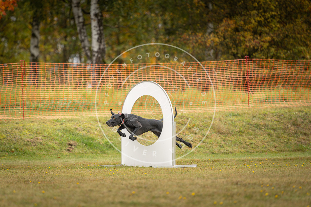 Pfotenfotografie_DV3A2825 | Hundefotografie, Tierfotograf, Pfotenfotografie, Fotoshooting Hund, Hunde Portrait, Hundesport, Hundeportraits, Heideshooting, Hunde, Sportfotograf, Hundefotograf, Turnierhundsport, THS,  - Realisiert mit Pictrs.com