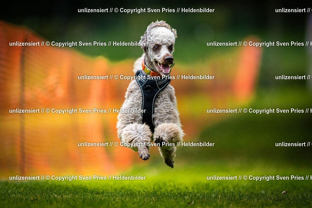 Sven Pries | 2025-09-21 - Hunderennen Baden-Oos - Realisiert mit Pictrs.com