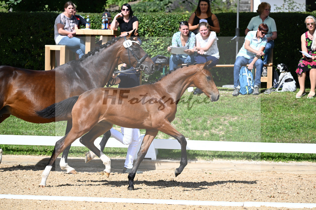 Kat-Nr. 11 SF DSP Va Bene x Spielberg_Schneider_27230176 | hf-fotografie - Realisiert mit Pictrs.com