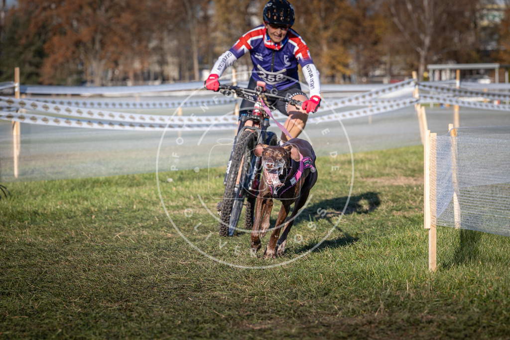 CaniXpix_0L8A4990 | Hundefotografie, Tierfotograf, Pfotenfotografie, Fotoshooting Hund, Hunde Portrait, Hundesport, Hundeportraits, Heideshooting, Hunde, Sportfotograf, Hundefotograf, Turnierhundsport, THS,  - Realisiert mit Pictrs.com