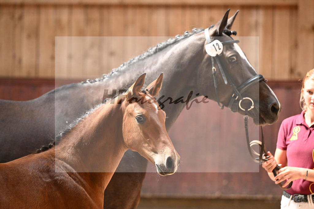 Kat-Nr. 12 HF Diablue PS x Origi d O_Stoeger_32240528 | hf-fotografie - Realisiert mit Pictrs.com
