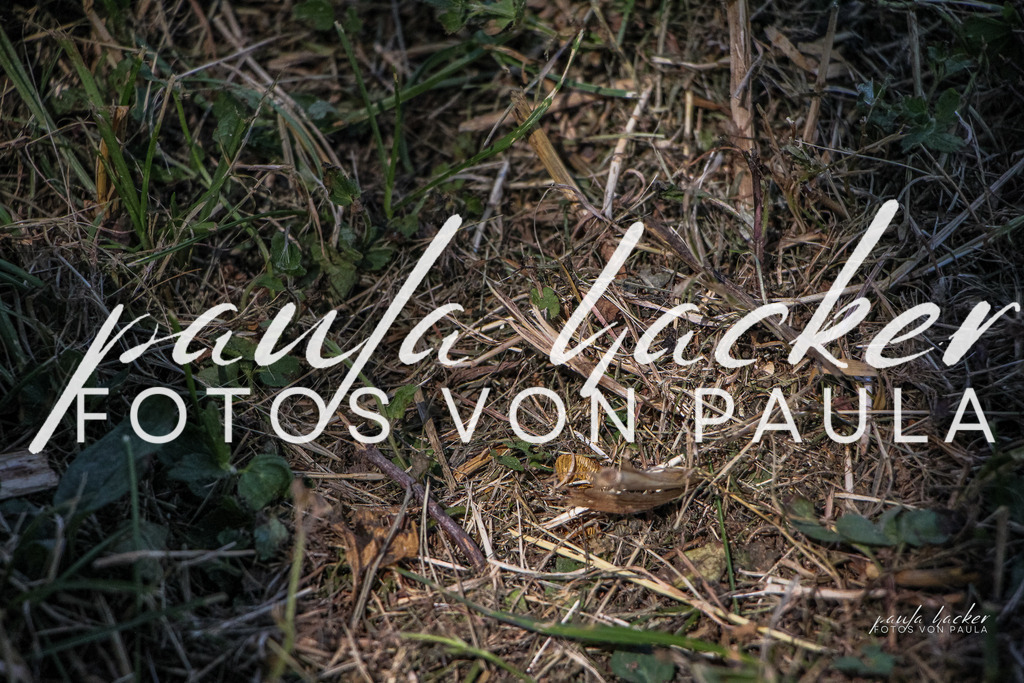 IMG_0755 | Erleben Sie dynamische Sport- und emotionale Tierfotografie in Süddeutschland mit Fotos von Paula. Spezialisiert auf Pferde- und Hundefotografie sowie Sportevents. Kontaktieren Sie mich für einzigartige und ausdrucksstarke Bilder Ihrer besonderen Momente.