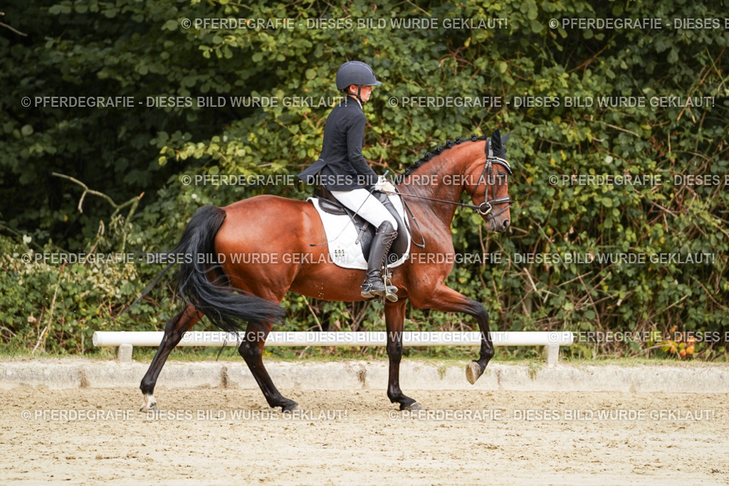 DSC09245 | Pferdegrafie