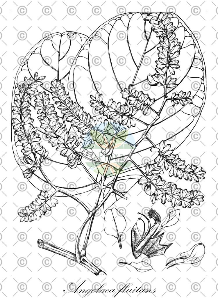 HistAbb_wfo-0000536542_548_ENZY_Simple | Historische Abbildung von Angolaea fluitans - Podostemaceae | Historical Illustration of Angolaea fluitans - Podostemaceae