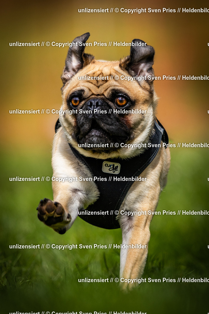 Sven Pries | 2025-04-13 - Hunderennen Baden-Baden - Realisiert mit Pictrs.com