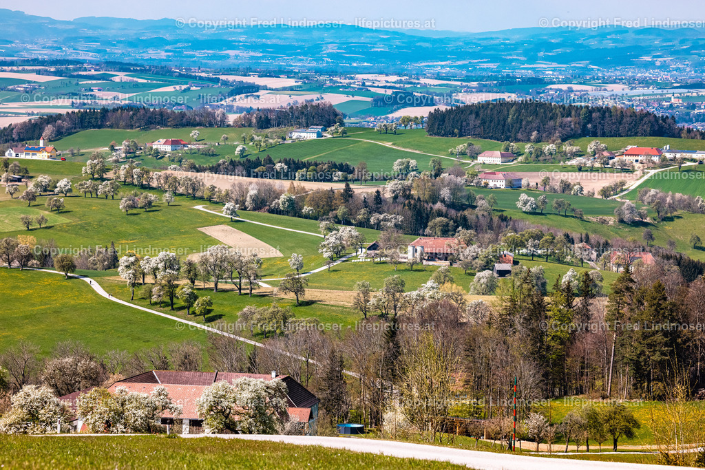 Birnbaumblute Mostviertel 28042021-3328 | Fotos und Fotoprodukte - Realisiert mit Pictrs.com