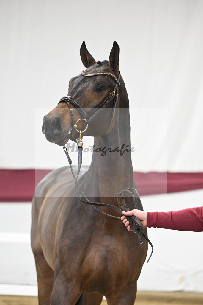 Kat-Nr. 6 Conthargos x Cornet Obolensky_Paul Scheuerer_47250121 | hf-fotografie - Realisiert mit Pictrs.com