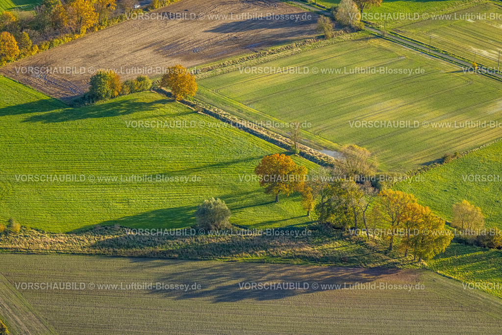 Hamm231101745 | Luftbild, Bäume auf Wiesen und Feldern, umgeben von herbstlichen Laubbäumen, Uentrop, Hamm, Ruhrgebiet, Nordrhein-Westfalen, Deutschland
