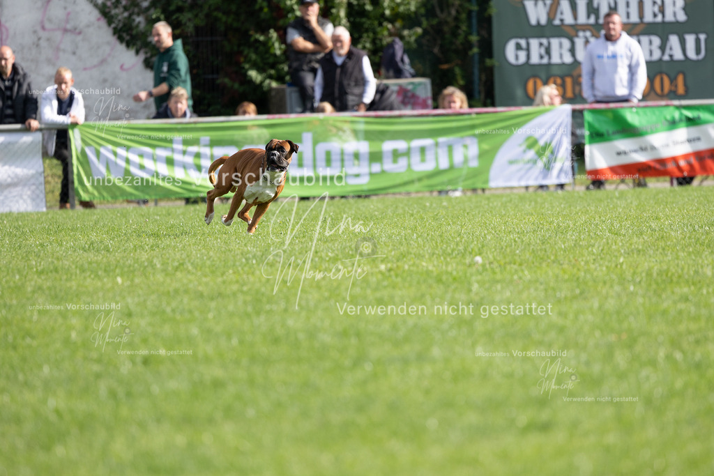 _16A5383 | Einzigartige Fotos von Hunden & Menschen –Actionfotos, Portraits, Vereinsaufnahmen & Paarshootings – authentisch, lebendig & mit Herz.