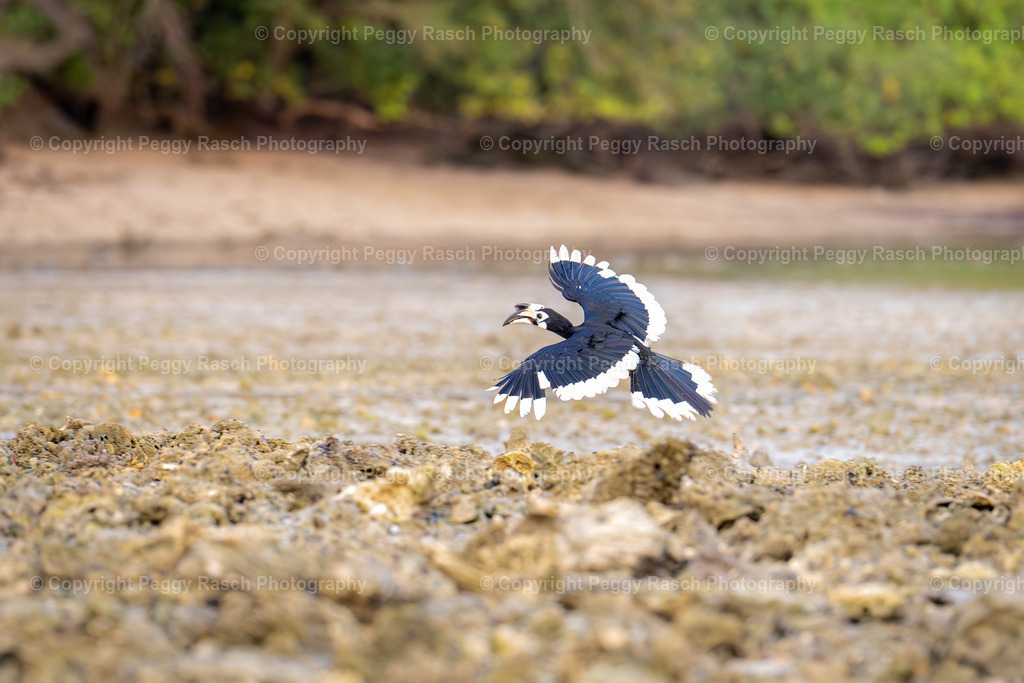 Thailand_Hornbills_2025 (26) | PeggyRaschPhotography - Realisiert mit Pictrs.com