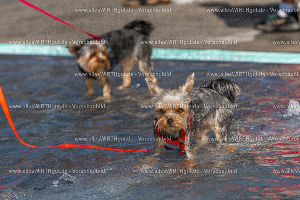Hundeschwimmen_Volksbad_2026-allesWIRTHgut_Tierfotografie-2609061200-FAY06364 | Professionelle Tierfotografie in Mönchengladbach von Daniel Wirth (allesWIRTHgut). Liebevolle & natürliche Bilder von Hunden & Katzen für unvergessliche Erinnerungen.