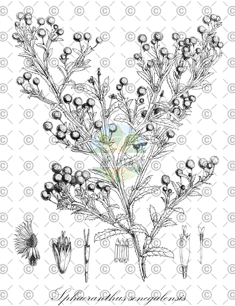 HistAbb_7KGG_2_ENZY_Simple | Historische Abbildung von Sphaeranthus senegalensis - Asteraceae | Historical Illustration of Sphaeranthus senegalensis - Asteraceae