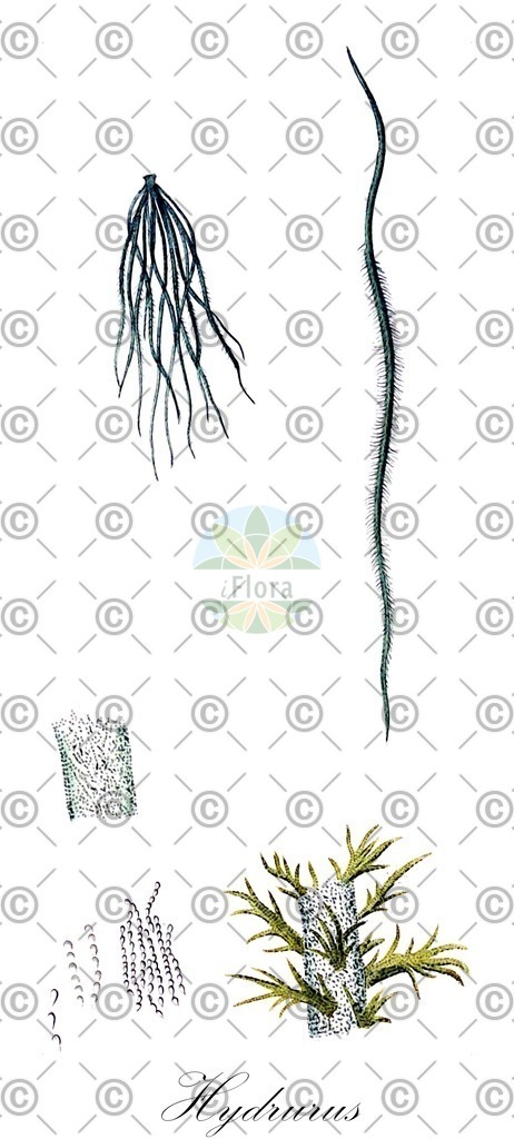 HistAbb_7P6LQ_3_ENZY_Simple | Historische Abbildung von Hydrurus - Hydruraceae (0) | Historical Illustration of Hydrurus - Hydruraceae (0)