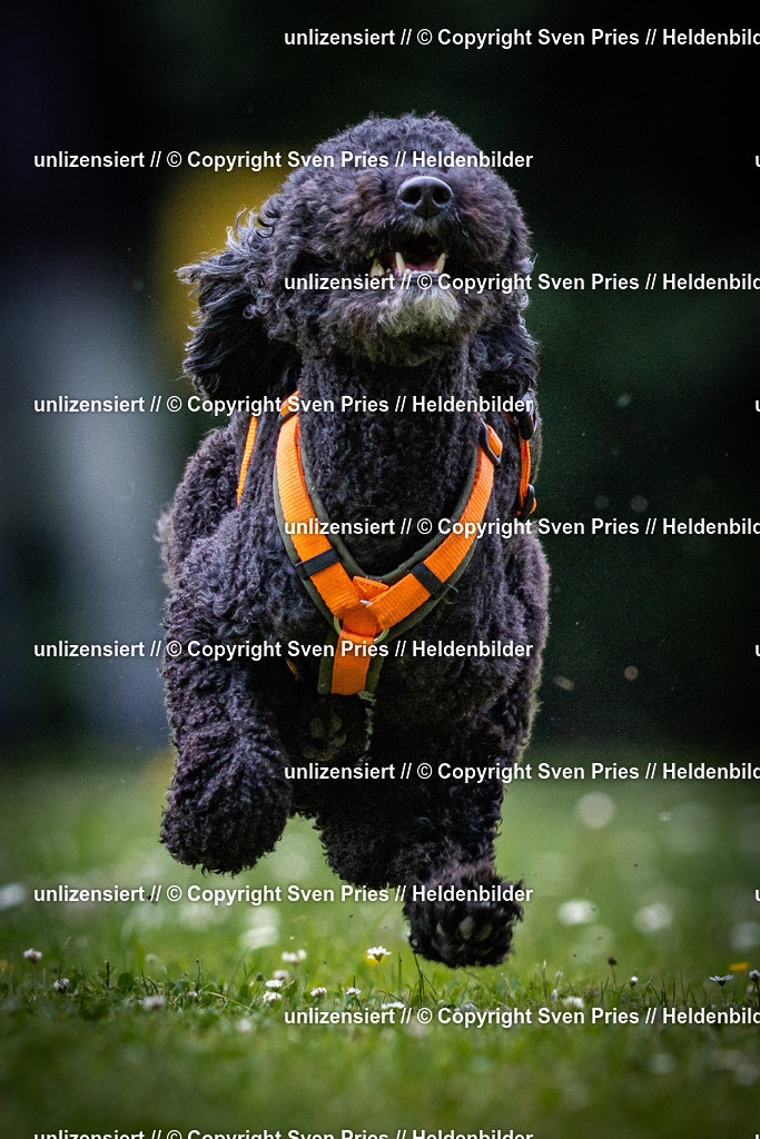 Sven Pries | 2025-05-29 - Pudelrennen KA-Durlach - Realisiert mit Pictrs.com