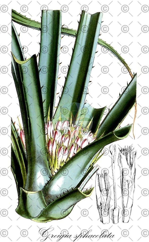 HistAbb_wfo-0000873494_1_ENZY_Simple | Historische Abbildung von Greigia sphacelata - Bromeliaceae | Historical Illustration of Greigia sphacelata - Bromeliaceae