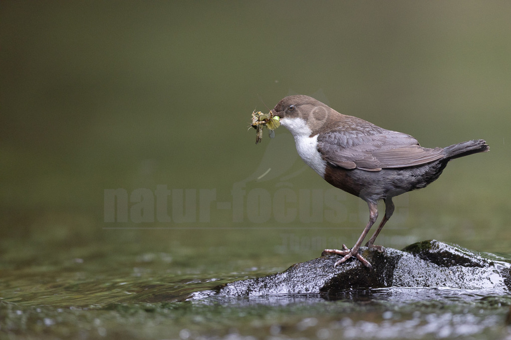20220605113641-6 | Das Bild zeigt eine Wasseramsel (Cinclus cinclus), die auf einem Stein in einem Bach steht. Der Vogel hat Insekten im Schnabel, vermutlich als Nahrung für seine Jungen. Die Wasseramsel ist ein kleiner, gedrungener Vogel mit braunem Gefieder und einem weißen Brustlatz. - Realisiert mit Pictrs.com