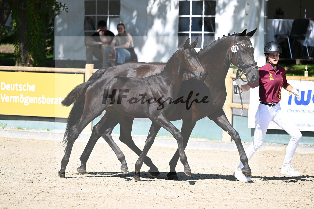 Praesentation Auktionsfohlen_36230240 | hf-fotografie - Realizzato con Pictrs.com